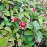 Potentilla indica Frukto