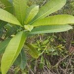 Himatanthus articulatus Feuille