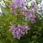 Solanum crispum Flower
