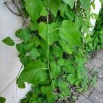 Aristolochia tomentosa Leaf