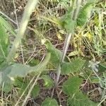 Salvia × sylvestris 葉