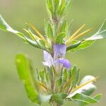 Hygrophila auriculata Flor