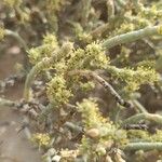 Anabasis articulata Flower