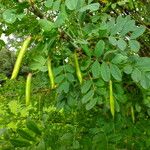 Caragana arborescens Ovoce