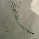 Juncus bufonius 形态