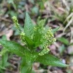 Mercurialis perennis Hoja