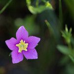 Sabatia campestris Flower