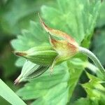 Geranium sylvaticum Autre