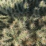 Echinocereus engelmannii Blatt