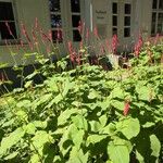 Persicaria orientalisЛіст