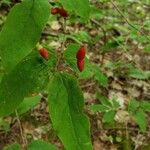 Lonicera canadensis Fruit