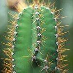 Cereus jamacaru List