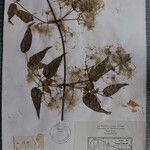 Clematis gouriana 其他