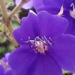 Tibouchina urvilleana Flower