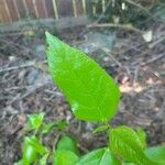 Vaccinium angustifolium Blad