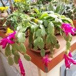 Schlumbergera bridgesii Fulla