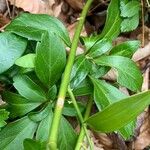 Asparagus asparagoides Bark