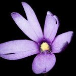 Pinguicula planifolia Flower