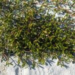 Sesuvium portulacastrum Leht