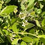 Avicennia germinans Flower