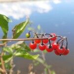 Solanum dulcamaraFrukto