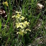 Erysimum ochroleucum Flor