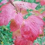 Viburnum acerifolium Blatt