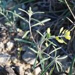 Meniocus linifolius Blad