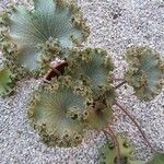 Farfugium japonicum Folha