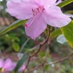 Rhododendron dauricum ফুল