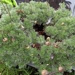 Cotula hispida Hoja