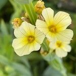 Sisyrinchium striatum Fleur