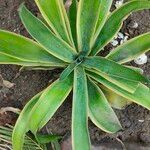 Agave demeesteriana Feuille