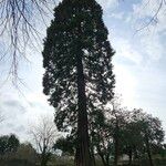 Sequoiadendron giganteum Hábito