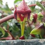 Impatiens hians Flower