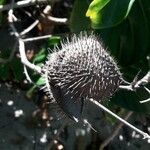 Caesalpinia bonduc Fruit