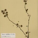 Mimosa mahilakensis Otro