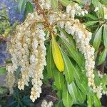 Pieris japonica 花