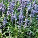Salvia farinacea Habit