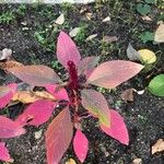 Amaranthus caudatus পাতা