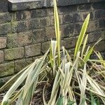 Phormium tenaxLeaf