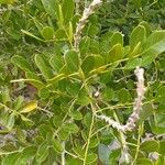 Sophora secundiflora Blatt