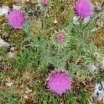 Carduus nutans Flower