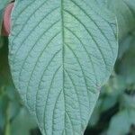 Heliotropium angiospermum Leaf