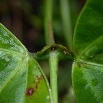 Cochliasanthus caracalla Corteza