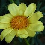Argyranthemum frutescens പുഷ്പം