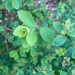 Spiraea trilobata Folha