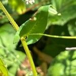 Persicaria sagittata Лист