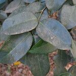 Dialium guineense Leaf