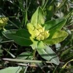 Euphorbia verrucosa Flower